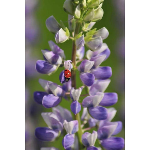 USA, Oregon Ladybug on lupine flower Black Modern Wood Framed Art Print with Double Matting by Terrill, Steve