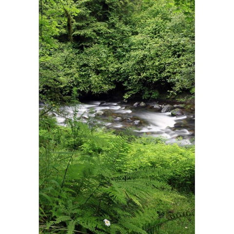 Oregon Scenic of Little Sandy River and ferns Black Modern Wood Framed Art Print by Terrill, Steve