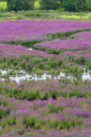 OR, Oaks Bottom Purple loosestrife in marsh White Modern Wood Framed Art Print with Double Matting by Terrill, Steve