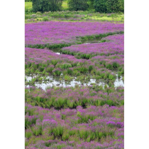OR, Oaks Bottom Purple loosestrife in marsh Gold Ornate Wood Framed Art Print with Double Matting by Terrill, Steve