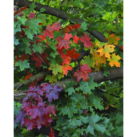 USA, Oregon, Portland Sugar maple tree scenic Black Modern Wood Framed Art Print with Double Matting by Terrill, Steve