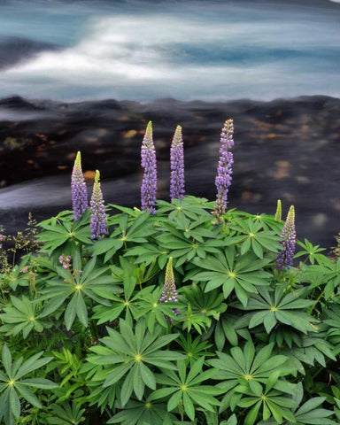 USA, Oregon Lupine next to Metolius River White Modern Wood Framed Art Print with Double Matting by Terrill, Steve