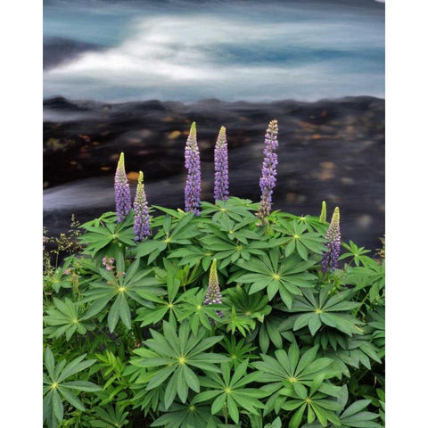 USA, Oregon Lupine next to Metolius River Black Modern Wood Framed Art Print by Terrill, Steve
