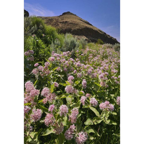 USA, Oregon Milkweed and cliff Black Modern Wood Framed Art Print by Terrill, Steve