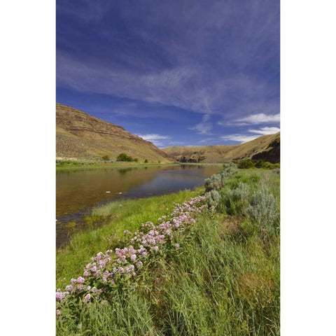 USA, Oregon Milkweed along the John Day River Black Modern Wood Framed Art Print with Double Matting by Terrill, Steve