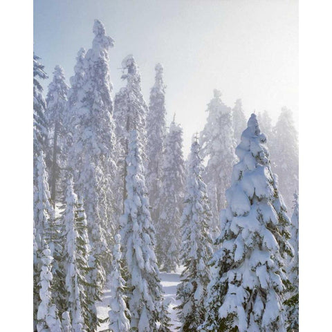 USA, Oregon, Mt Ashland Fresh snow on evergreens White Modern Wood Framed Art Print by Terrill, Steve