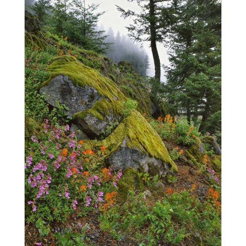 Oregon, Mt Hood NF Trees and flowers Black Modern Wood Framed Art Print by Terrill, Steve