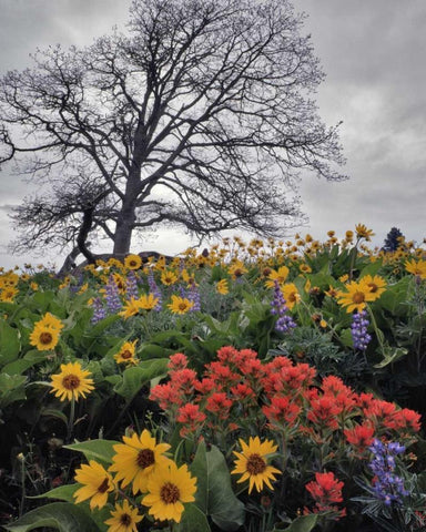 OR, Columbia Gorge NSA Oak tree and flowers White Modern Wood Framed Art Print with Double Matting by Terrill, Steve
