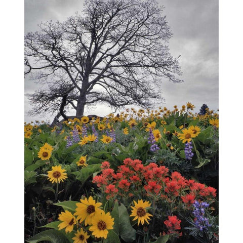 OR, Columbia Gorge NSA Oak tree and flowers Black Modern Wood Framed Art Print with Double Matting by Terrill, Steve