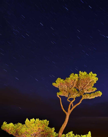 Oregon, Oceanside Pine tree against star trails White Modern Wood Framed Art Print with Double Matting by Terrill, Steve