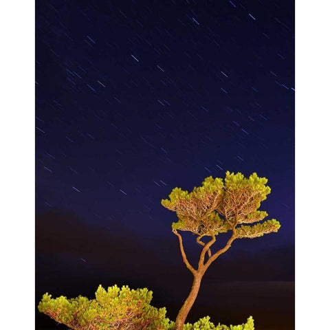 Oregon, Oceanside Pine tree against star trails Black Modern Wood Framed Art Print by Terrill, Steve