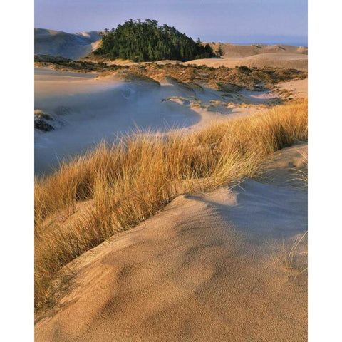 Oregon, Dunes NRA Landscape of sand dunes Black Modern Wood Framed Art Print with Double Matting by Terrill, Steve
