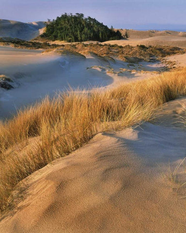 Oregon, Dunes NRA Landscape of sand dunes Black Ornate Wood Framed Art Print with Double Matting by Terrill, Steve