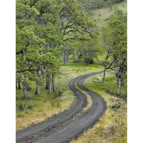 OR, Columbia Gorge NSA Road lined with oak trees Gold Ornate Wood Framed Art Print with Double Matting by Terrill, Steve