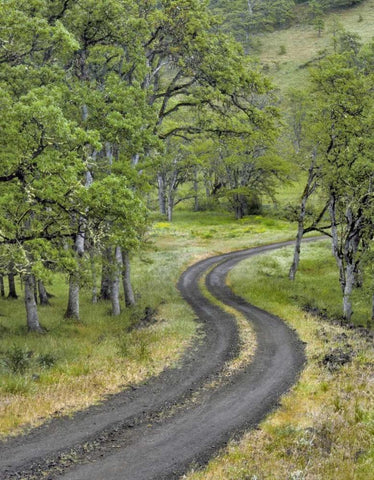 OR, Columbia Gorge NSA Road lined with oak trees Black Ornate Wood Framed Art Print with Double Matting by Terrill, Steve