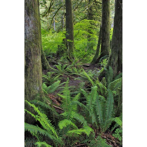USA, Oregon Forest scenic Gold Ornate Wood Framed Art Print with Double Matting by Terrill, Steve