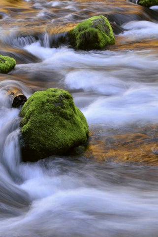 Oregon, Willamette NF McKenzie River over rocks Black Ornate Wood Framed Art Print with Double Matting by Terrill, Steve