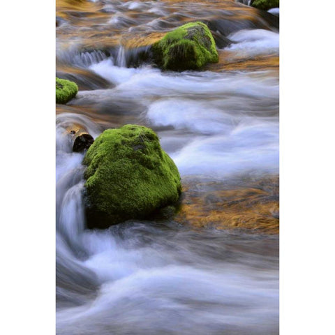 Oregon, Willamette NF McKenzie River over rocks Black Modern Wood Framed Art Print by Terrill, Steve