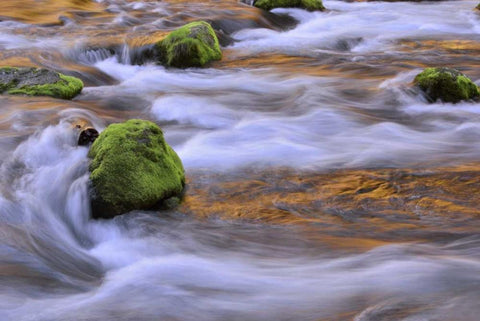 Oregon, Willamette NF McKenzie River over rocks Black Ornate Wood Framed Art Print with Double Matting by Terrill, Steve