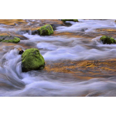 Oregon, Willamette NF McKenzie River over rocks Black Modern Wood Framed Art Print by Terrill, Steve