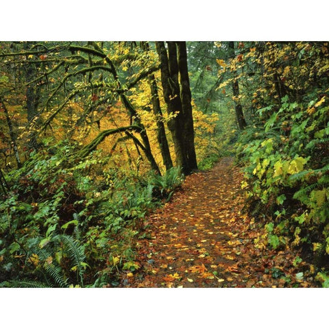 Oregon, Silver Falls SP Scenic park trail Black Modern Wood Framed Art Print with Double Matting by Terrill, Steve