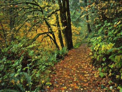 Oregon, Silver Falls SP Scenic park trail White Modern Wood Framed Art Print with Double Matting by Terrill, Steve