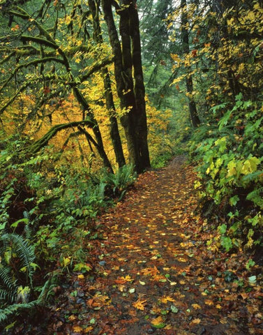 Oregon, Silver Falls SP Scenic park trail White Modern Wood Framed Art Print with Double Matting by Terrill, Steve