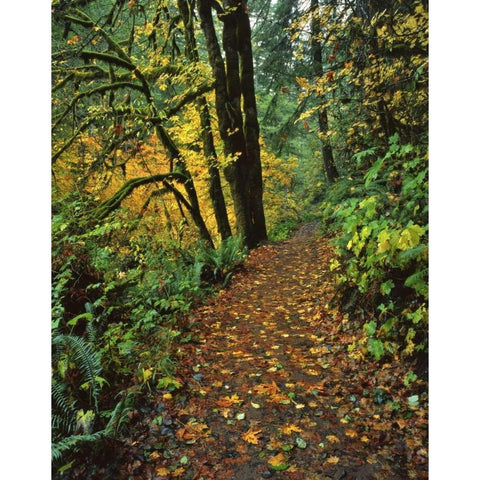 Oregon, Silver Falls SP Scenic park trail Black Modern Wood Framed Art Print by Terrill, Steve