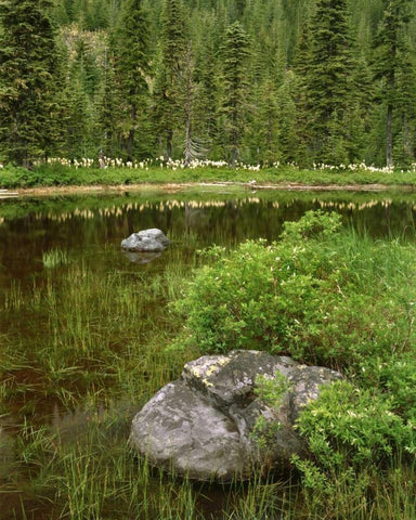 Oregon, Mt Hood NF Reflections in Surprise Lake Black Ornate Wood Framed Art Print with Double Matting by Terrill, Steve