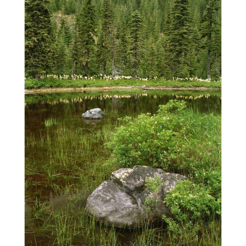 Oregon, Mt Hood NF Reflections in Surprise Lake White Modern Wood Framed Art Print by Terrill, Steve