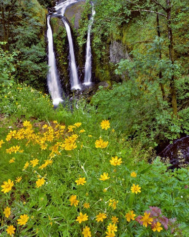 Oregon, Columbia River Gorge NSA Triple Falls Black Ornate Wood Framed Art Print with Double Matting by Terrill, Steve