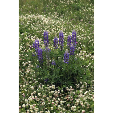 USA, Oregon Lupine and clover in field Black Modern Wood Framed Art Print by Terrill, Steve