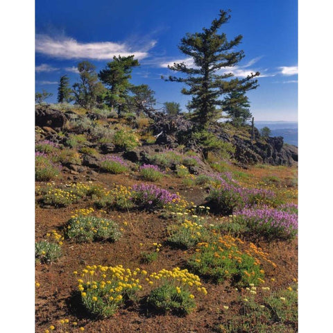 OR, Wallowa-Whitman NF Wildflower on Indian Rock Black Modern Wood Framed Art Print by Terrill, Steve