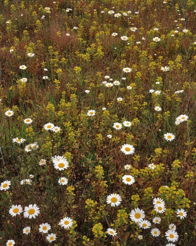 USA, Oregon Parentucellia and daisies in field Black Ornate Wood Framed Art Print with Double Matting by Terrill, Steve