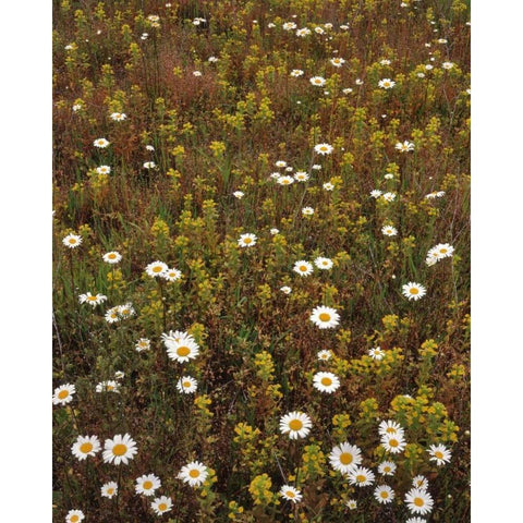 USA, Oregon Parentucellia and daisies in field White Modern Wood Framed Art Print by Terrill, Steve
