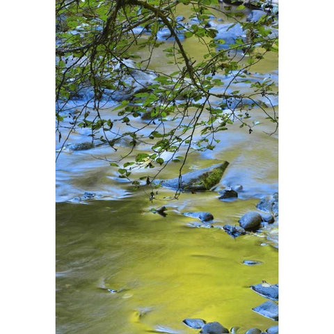 Oregon Alder tree over South Fork Wilson River White Modern Wood Framed Art Print by Terrill, Steve