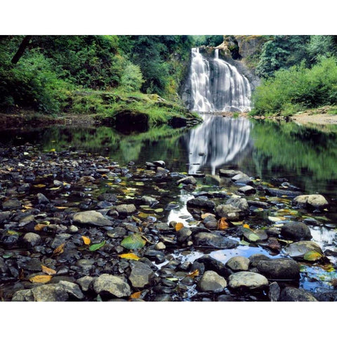 Oregon, Youngs River Falls Waterfall landscape White Modern Wood Framed Art Print by Terrill, Steve