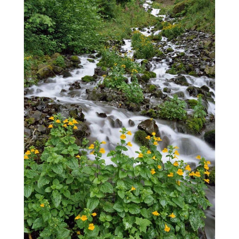 OR Yellow monkeyflowers along Wahkeena Creek Gold Ornate Wood Framed Art Print with Double Matting by Terrill, Steve