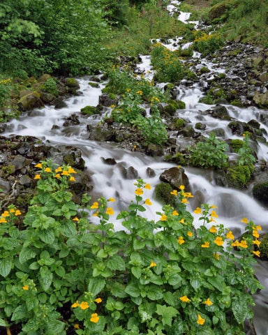 OR Yellow monkeyflowers along Wahkeena Creek Black Ornate Wood Framed Art Print with Double Matting by Terrill, Steve
