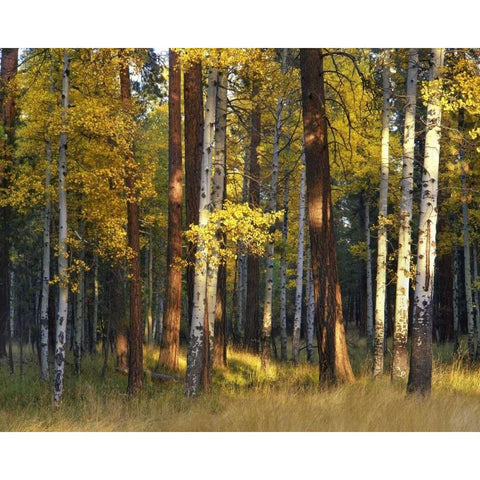 Oregon, Deschutes NF Trees in autumn Gold Ornate Wood Framed Art Print with Double Matting by Terrill, Steve
