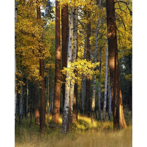 Oregon, Deschutes NF Trees in autumn Black Modern Wood Framed Art Print with Double Matting by Terrill, Steve
