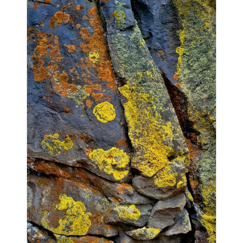 Oregon, Deschutes NF Lichen, covered basalt rock Black Modern Wood Framed Art Print by Terrill, Steve