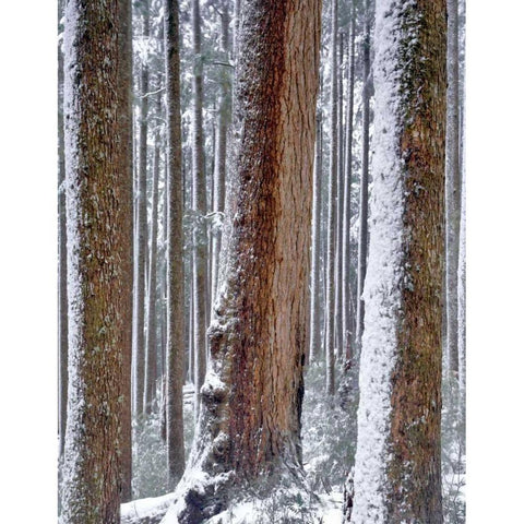 OR, Drift Creek Wilderness Snow on Douglas fir White Modern Wood Framed Art Print by Terrill, Steve