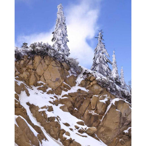 Oregon, Mt Ashland Evergreens covered with snow Gold Ornate Wood Framed Art Print with Double Matting by Terrill, Steve