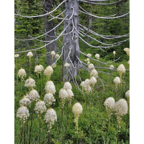 OR, Mount Hood NF Beargrass around evergreen White Modern Wood Framed Art Print by Terrill, Steve