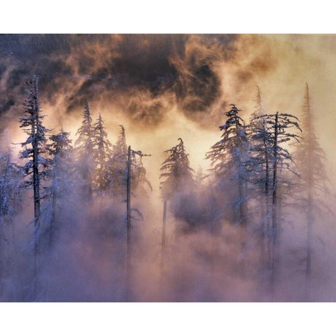 Oregon, Mt Hood NF Evergreens in fog Black Modern Wood Framed Art Print with Double Matting by Terrill, Steve
