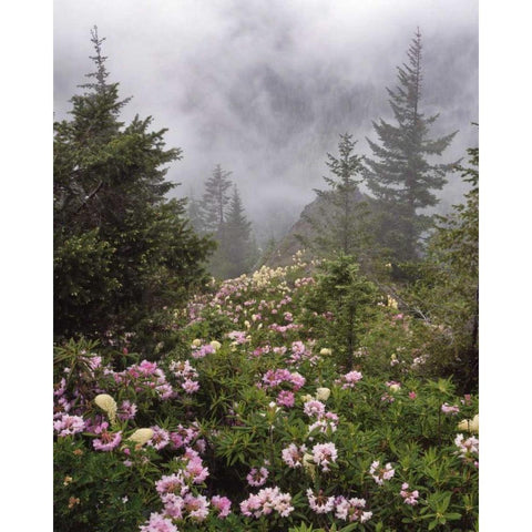 Oregon, Mt Hood NF Rhododendrons and beargrass Gold Ornate Wood Framed Art Print with Double Matting by Terrill, Steve