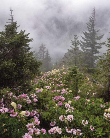 Oregon, Mt Hood NF Rhododendrons and beargrass White Modern Wood Framed Art Print with Double Matting by Terrill, Steve