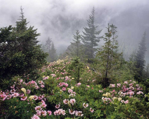 Oregon, Mt Hood NF Rhododendrons and beargrass Black Ornate Wood Framed Art Print with Double Matting by Terrill, Steve
