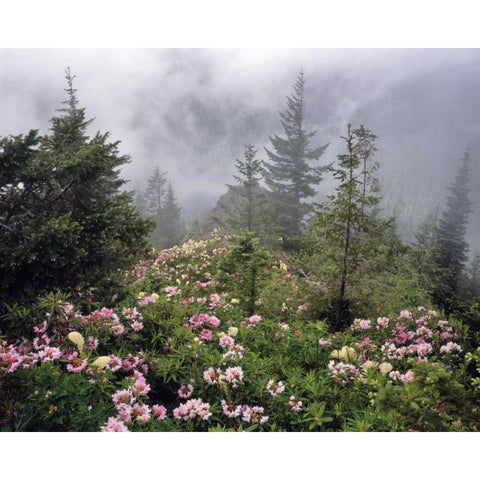 Oregon, Mt Hood NF Rhododendrons and beargrass Black Modern Wood Framed Art Print by Terrill, Steve